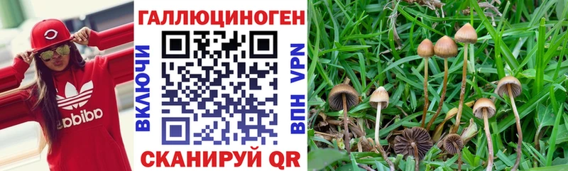 Купить  Комсомольск-на-Амуре  Галлюциногенные грибы MAGIC MUSHROOMS 